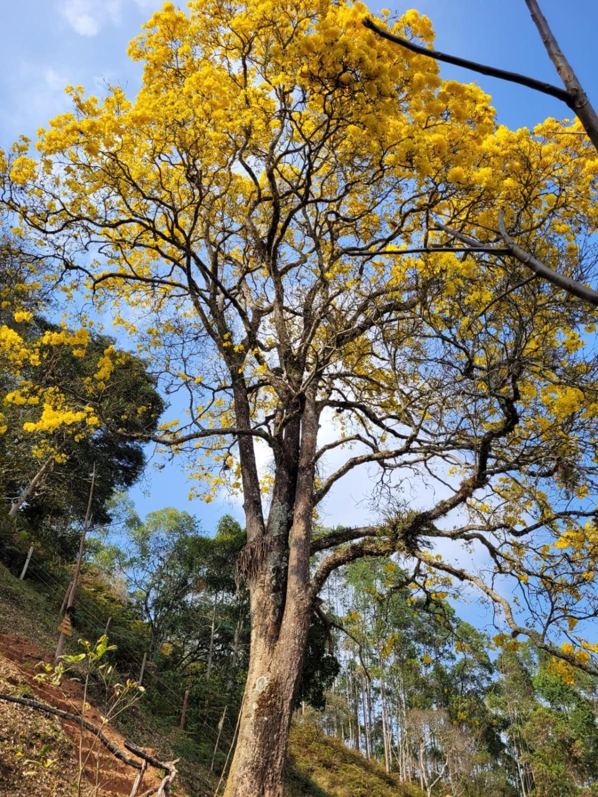 Pousada Recanto Do Ype Aiuruoca Exteriér fotografie